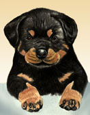 Rottie Pup